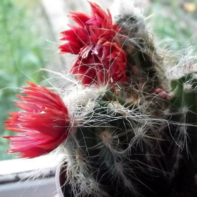 Света Супрун