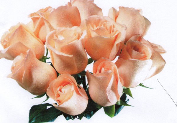 Петрова Екатерина