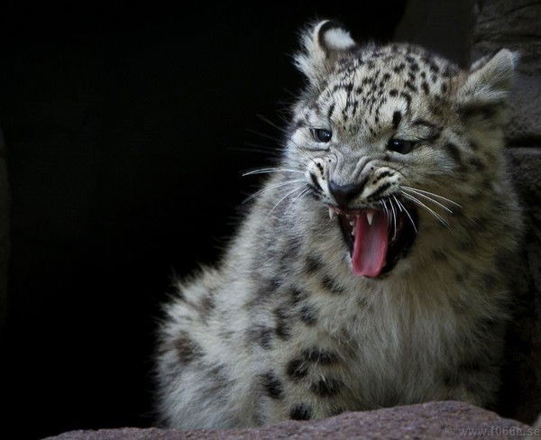 Назир Сафин