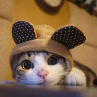 Анастасия Мягкая