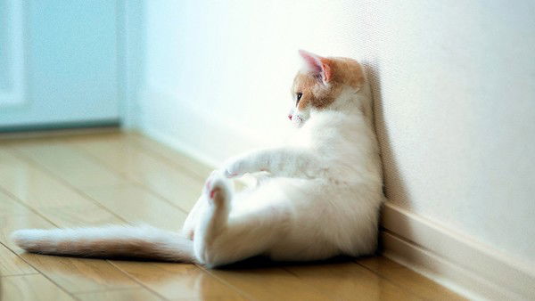 Ангелина Фык