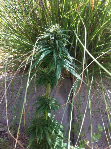 Игорь Левитан