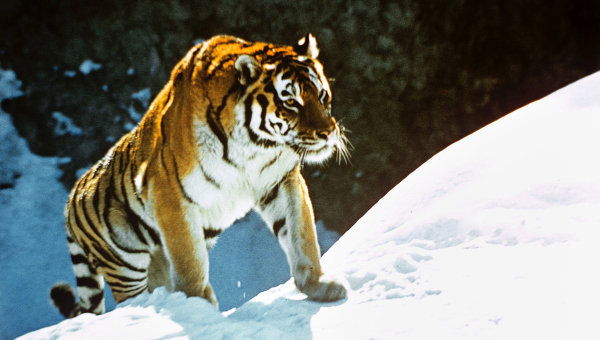 Александр Шурыгин