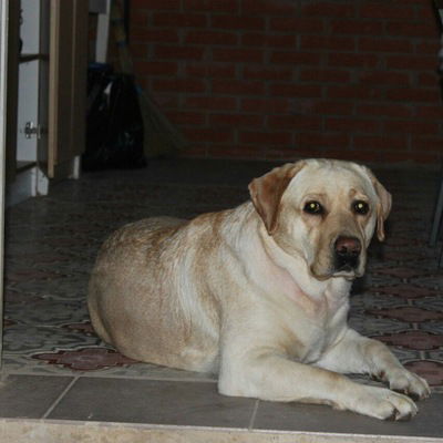 Валерия Корастелёва