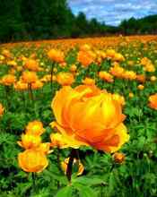 Людмила Бутырская