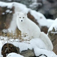 Наташа Загвозкина