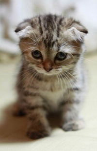 Сергей Огородников