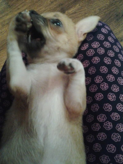 Нюта Коновалова