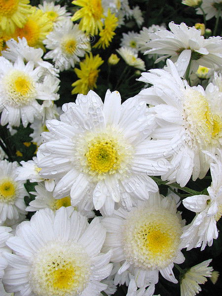 Светлана Иванова(Хабибулова)