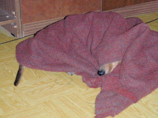 Алексей Толокнов