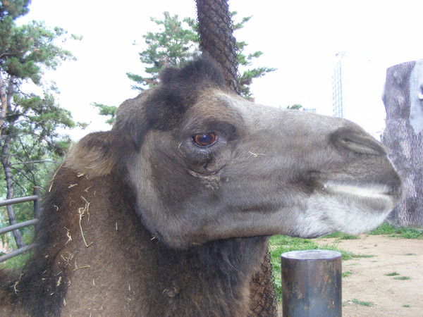 Александр Стоценко