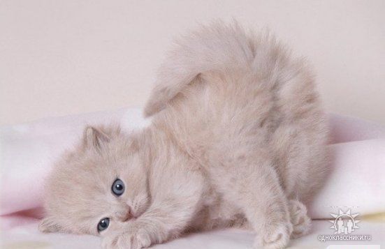 Надежда Гавва