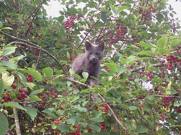 Вадим Бахвалов