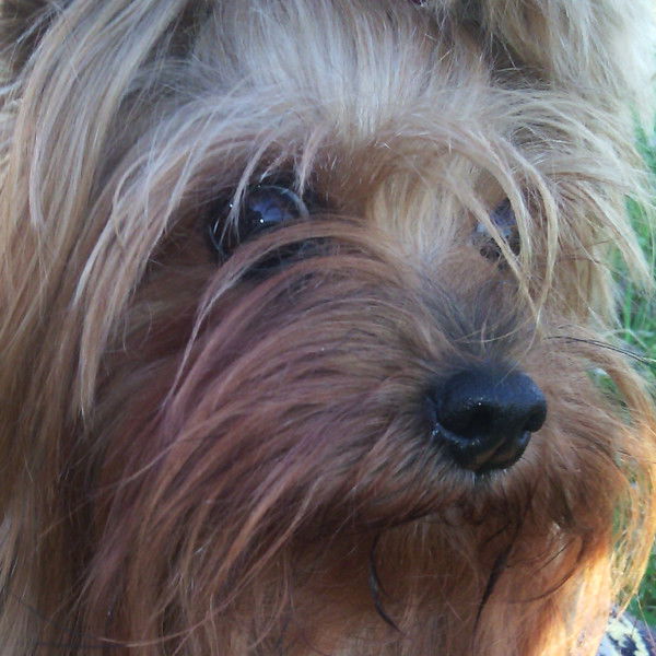 Елена Джаруллаева