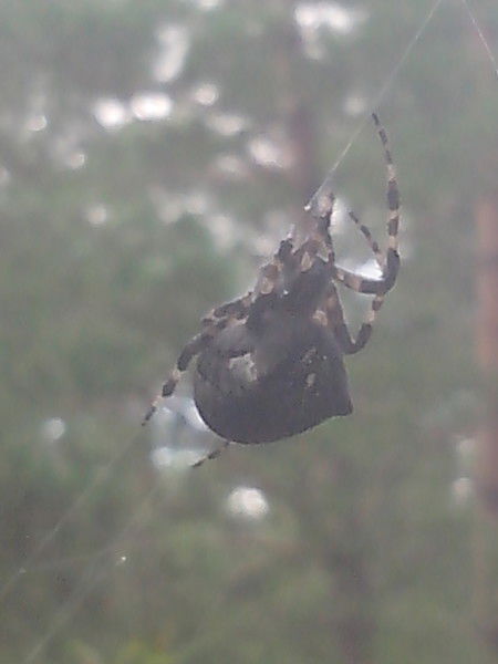 Виктория Гришина