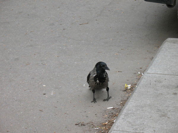 Алексей Энский