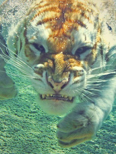 Иван Слепков