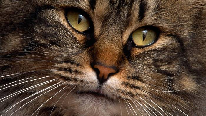 Игорь Коршунов