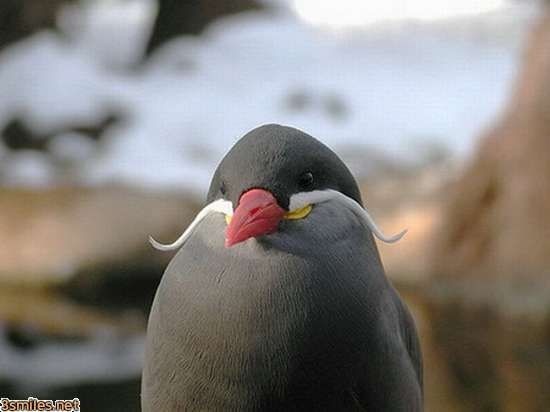 Людмила Савченко