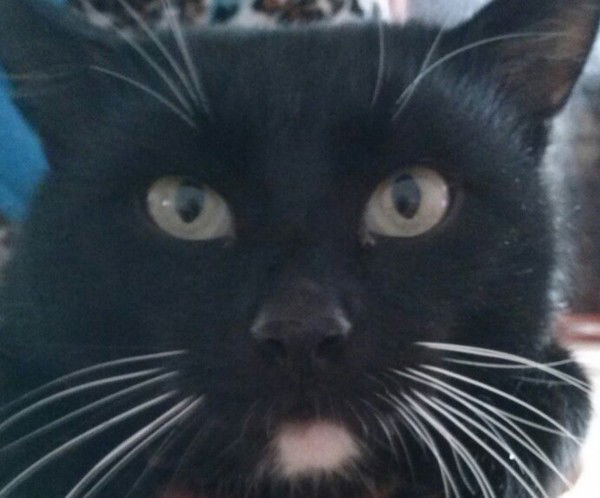 Иван Луценко