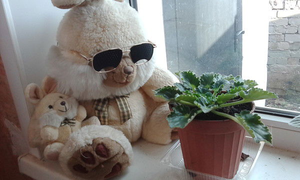 Света Гордеева