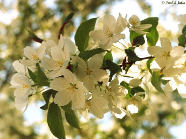 Наталья Ширяева