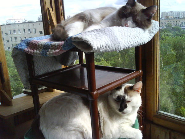 Ольга Бочкова