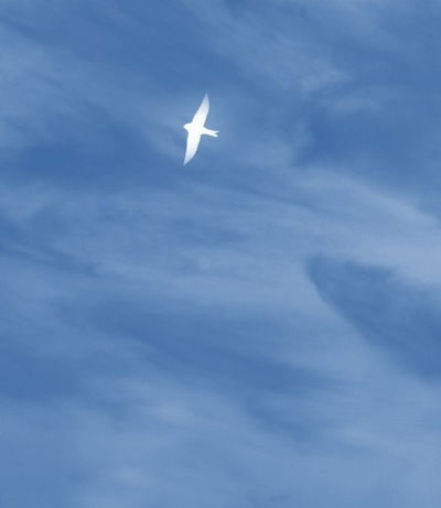 Татьяна Белоусова