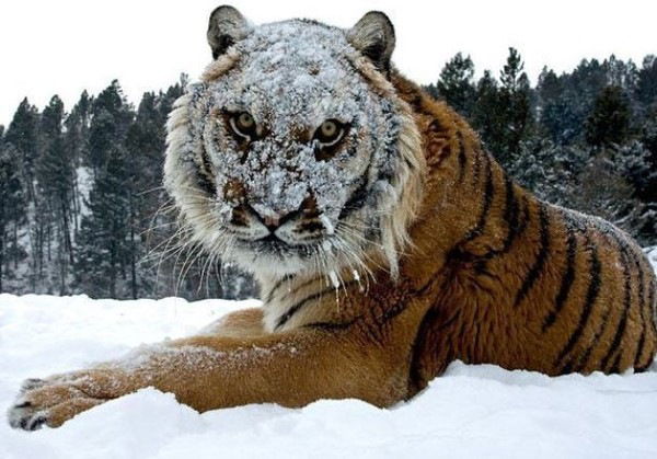 Тигр Тигрович