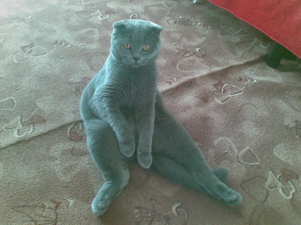 Тигран Григорян