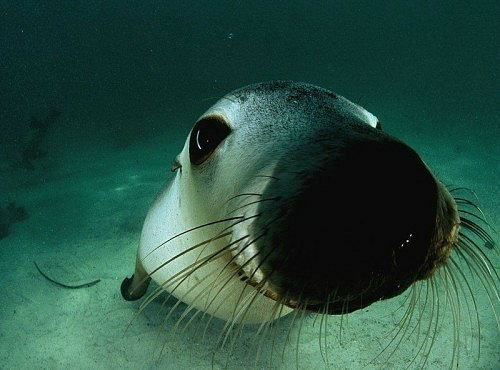 Дрюня Берендеев