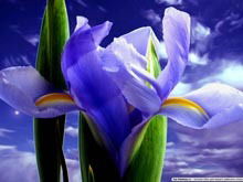 Светлана Высоцкая