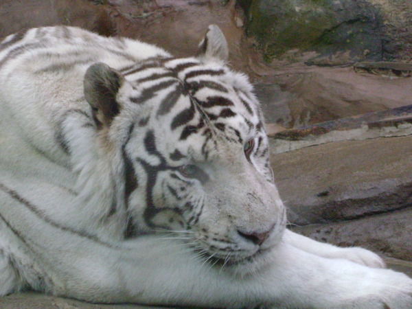 Сергей Ненашев