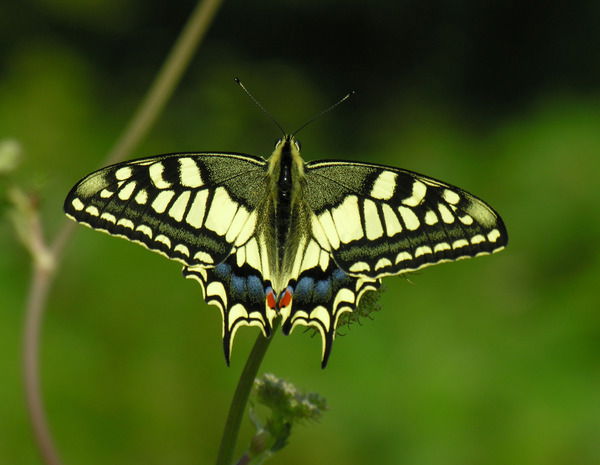 Анна Хохлова