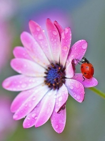 Тая Гуцуляк