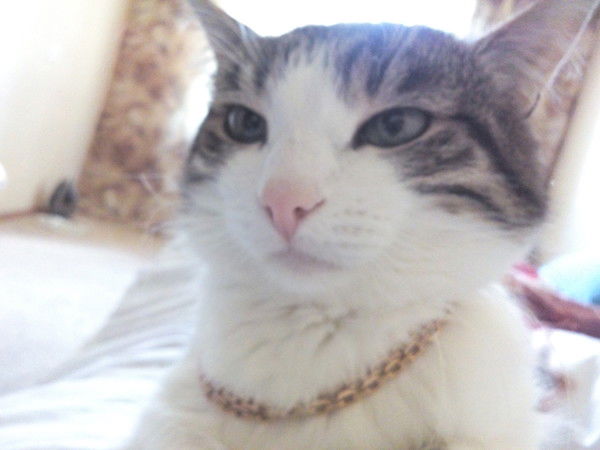 Барсик Тюков