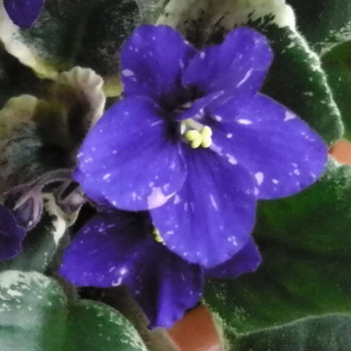 Эльвира Решатова