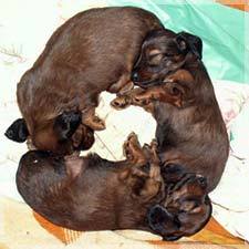 Александр Комарьков