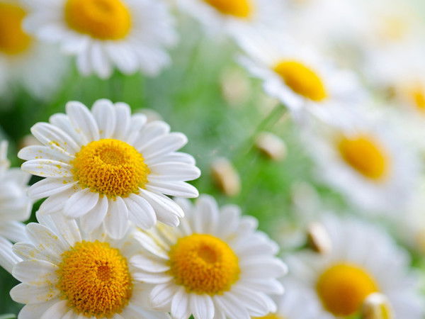 Мария Анкудимова