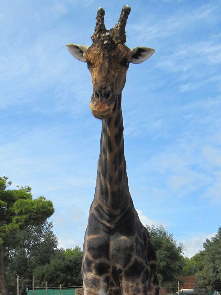 Елена Шевалдина