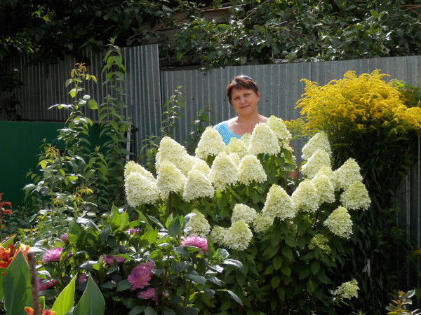 Алла Волкова