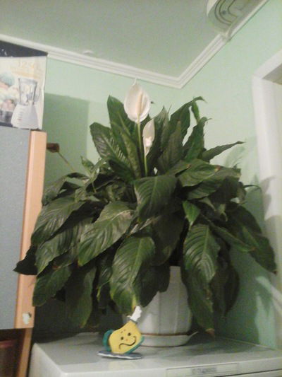 Дилфуза Сулейманова