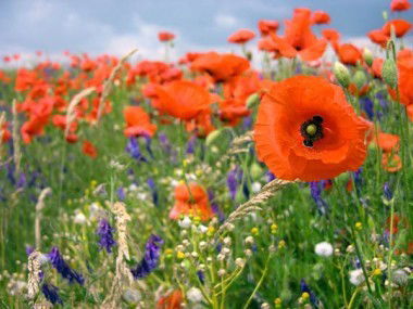 Наталия Войленко