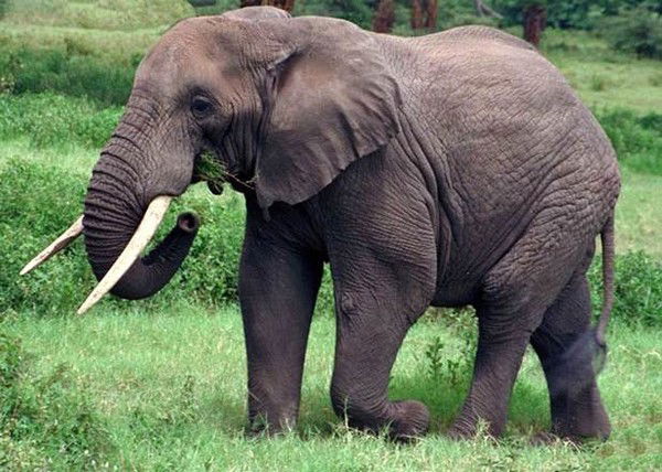 Вячеслав Миляев