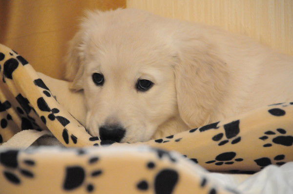 Владимир Архаров