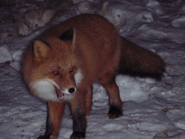 Ринат Искандиров