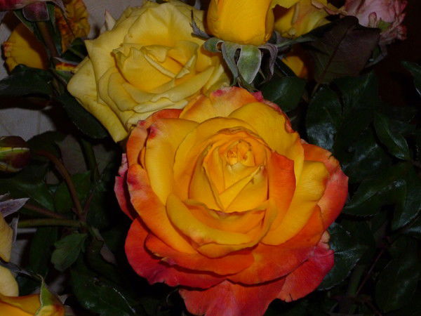 Ольга Фоменко