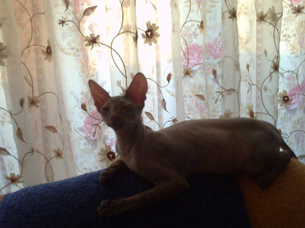 Ксения Миронова