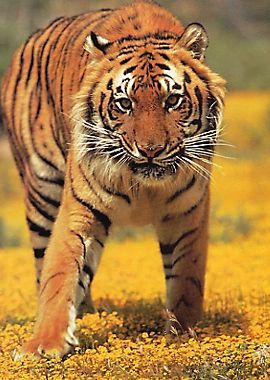 Владимир Чугунов