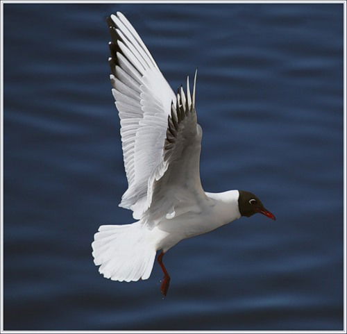 Елена Наконечная